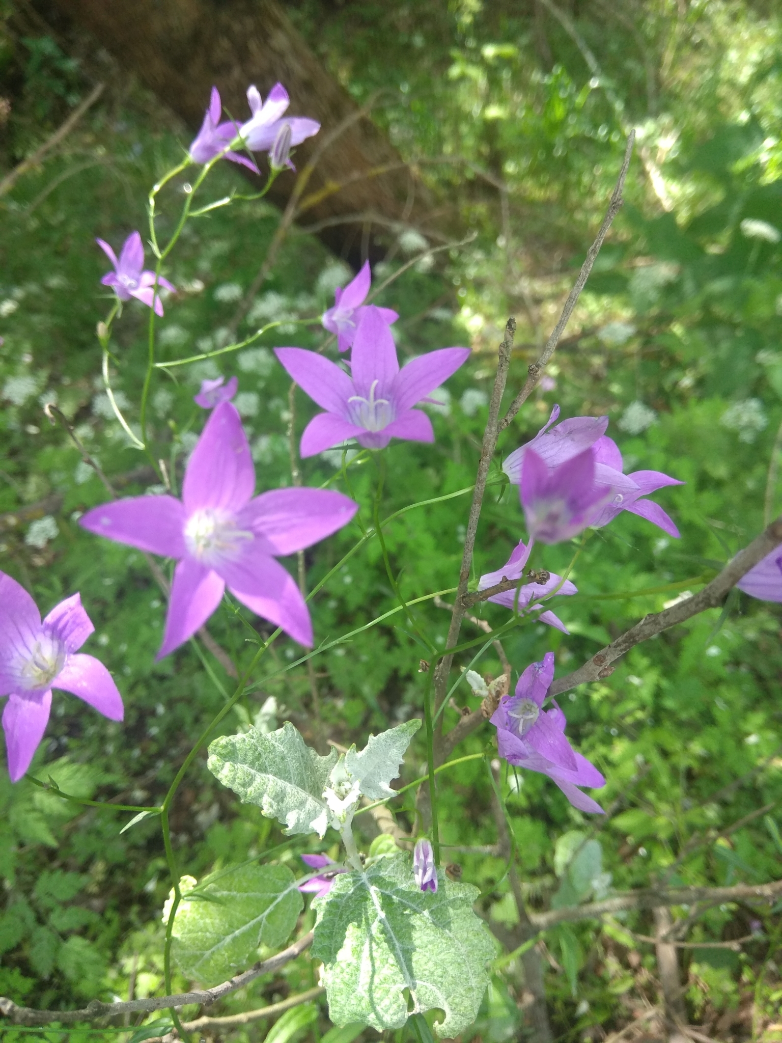 Spreading Bellflower (Campanula patula) · iNaturalist