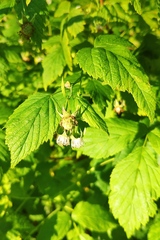 Rubus idaeus