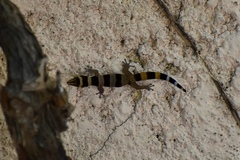 Sphaerodactylus torrei