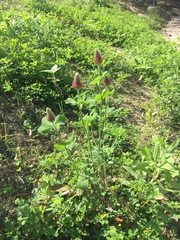 Trifolium incarnatum