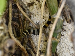 Sphaerodactylus torrei