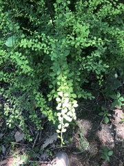 Berberis thunbergii