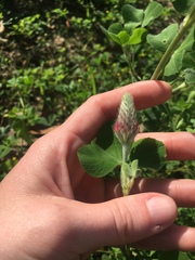 Trifolium incarnatum