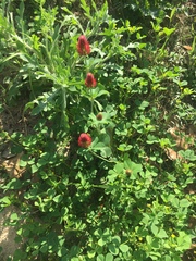 Trifolium incarnatum