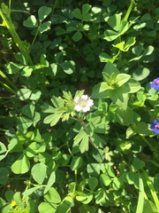 Geranium carolinianum