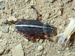 Dorcadion sulcipenne