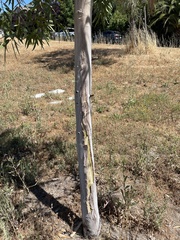 Corymbia aparrerinja