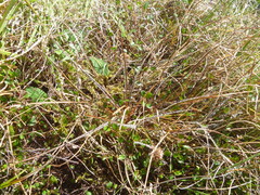 Luzula ulophylla
