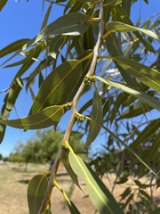 Corymbia aparrerinja