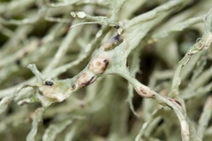 Tremella tuckerae