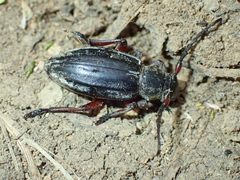 Dorcadion sulcipenne