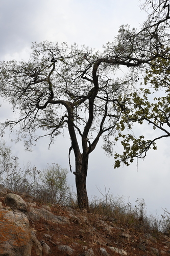 Image of Pinus praetermissa by (c) Dante S. Figueroa, some rights reserved (CC BY-SA)