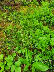 Platanthera bifolia
