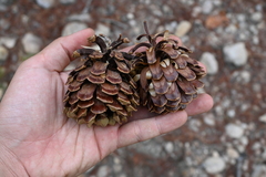 Pinus praetermissa