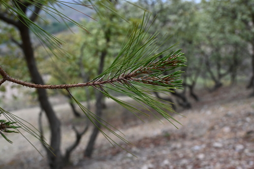 Image of Mcvaugh's Pine (Pinus praetermissa) by (c) Dante S. Figueroa, some rights reserved (CC BY-SA)