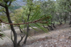Pinus praetermissa