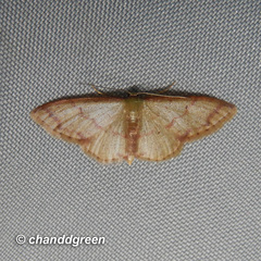 Idaea impexa
