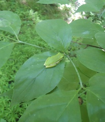 Hyla cinerea