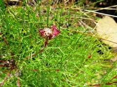 Serruria inconspicua