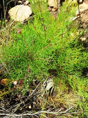 Serruria inconspicua