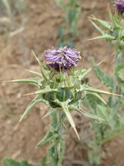 Silybum marianum