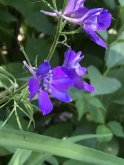 Delphinium ajacis