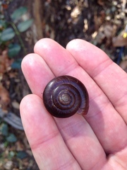 Glyptostoma gabrielense
