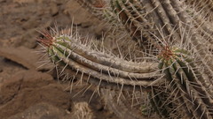 Euphorbia handiensis