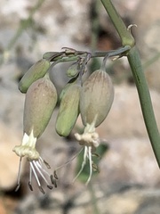 Silene csereii