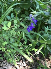 Delphinium ajacis