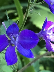 Delphinium ajacis