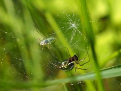 Microlinyphia pusilla