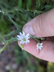 Pseudostellaria
