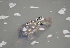 Graptemys flavimaculata