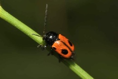 Cryptocephalus bipunctatus