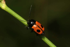 Cryptocephalus bipunctatus