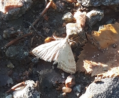 Udea decrepitalis