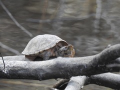 Sternotherus peltifer