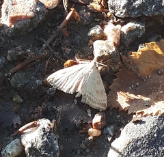 Udea decrepitalis
