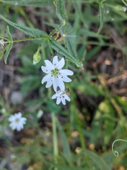 Pseudostellaria