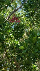 Erythrina herbacea