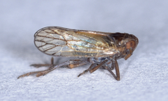 Pareuidella