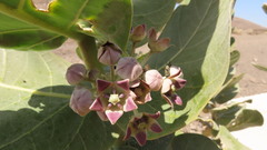 Calotropis procera image