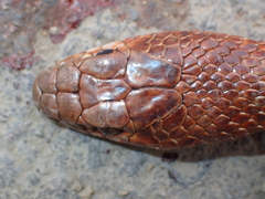 Dolichophis schmidti