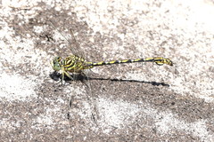 Ceratogomphus pictus