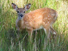 Odocoileus virginianus dacotensis
