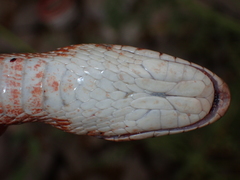 Dolichophis schmidti