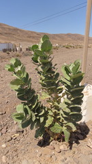 Calotropis procera image