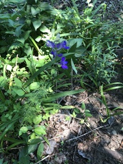 Delphinium ajacis