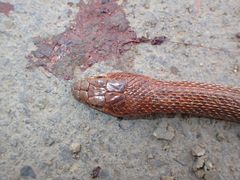 Dolichophis schmidti